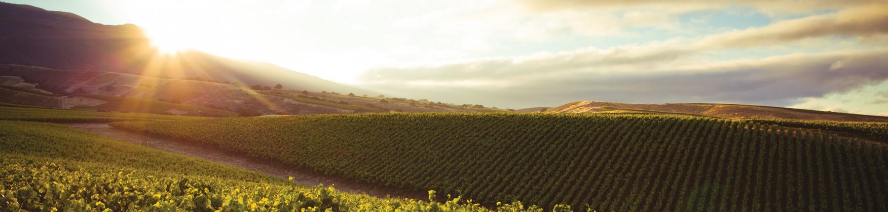 Sunrise over La Crema vineyards in Monterey County, California