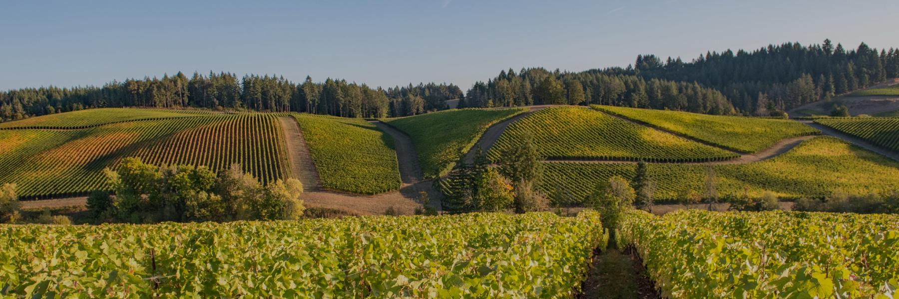 Gran Moraine vineyard, Willamette Valley, Oregon