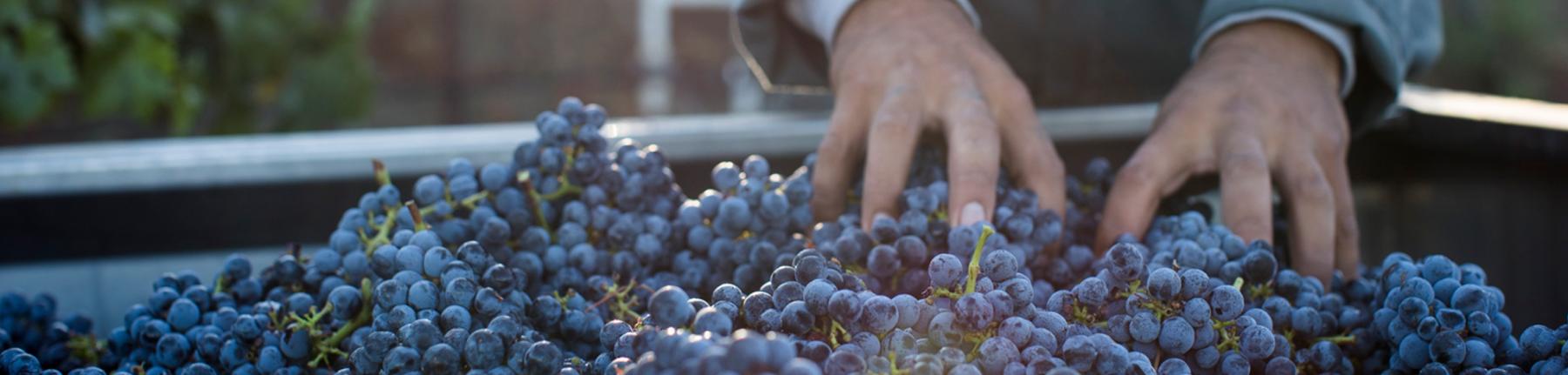 Hand-sorting grapes at harvest