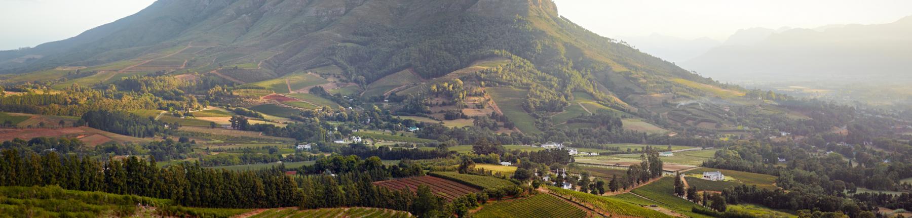 Simonsberg Mountain from Capensis' Fijnbosch vineyards