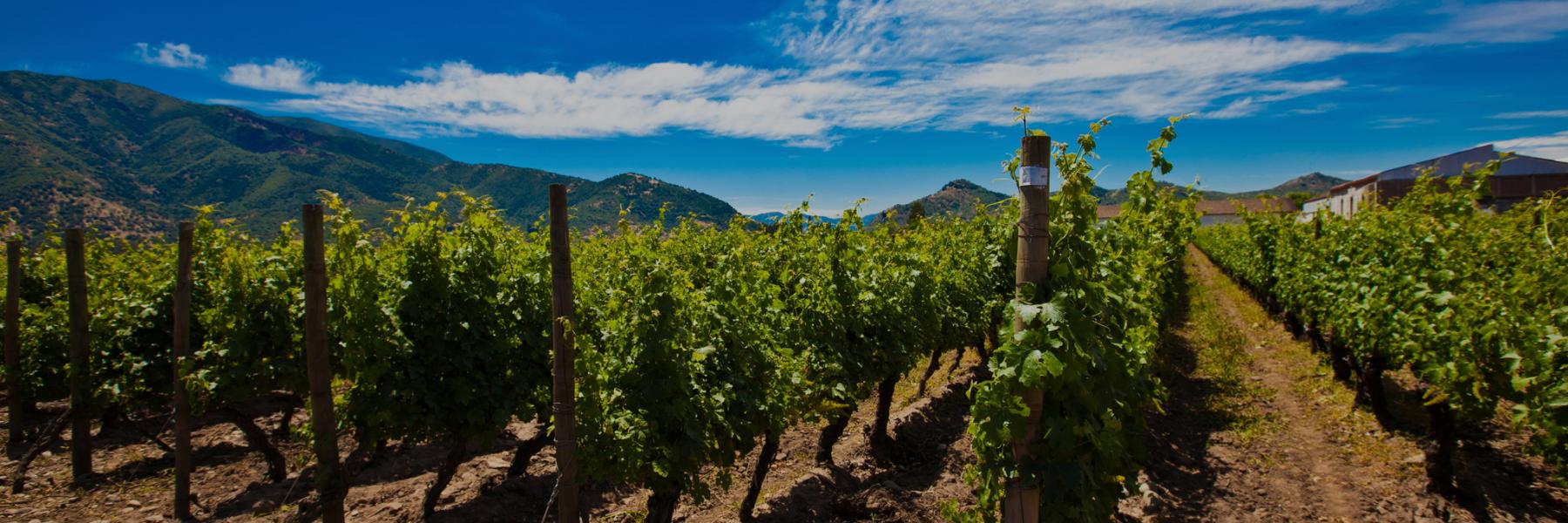 Alcance estate vineyards, Valle del Maul, Chile