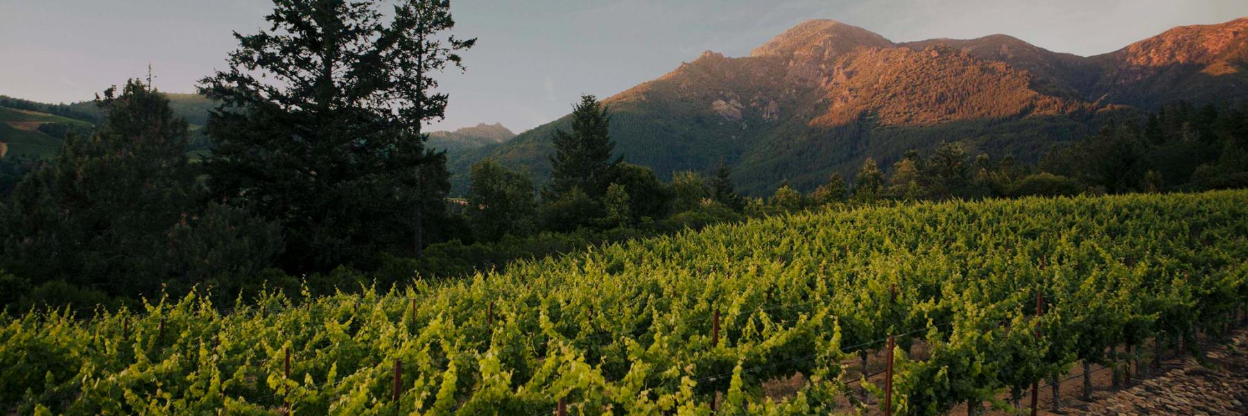 Anakota Knight's Valley vineyard, Sonoma County, California