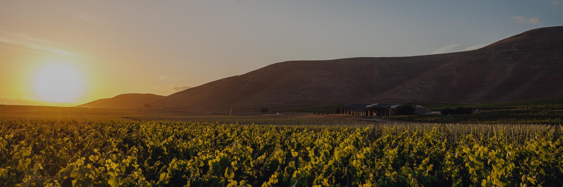 Byron vineyard, Santa Maria, Santa Barbara county, California