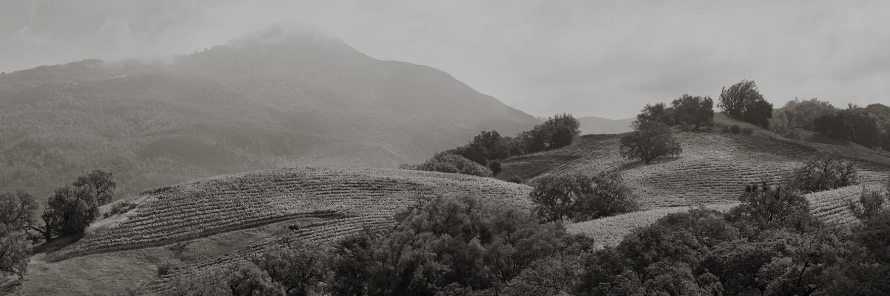 Captûre vineyards and mountain