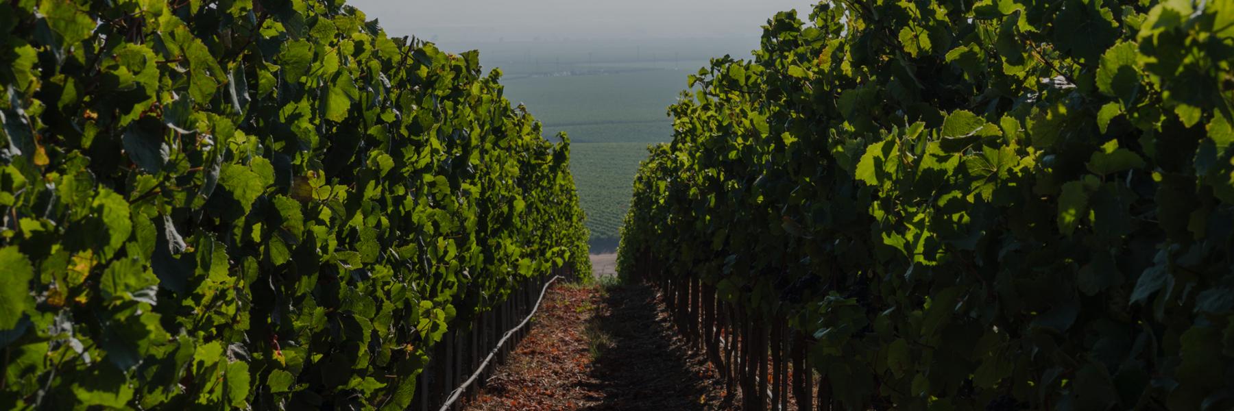 Carmel Road vineyards, Monterey County, California