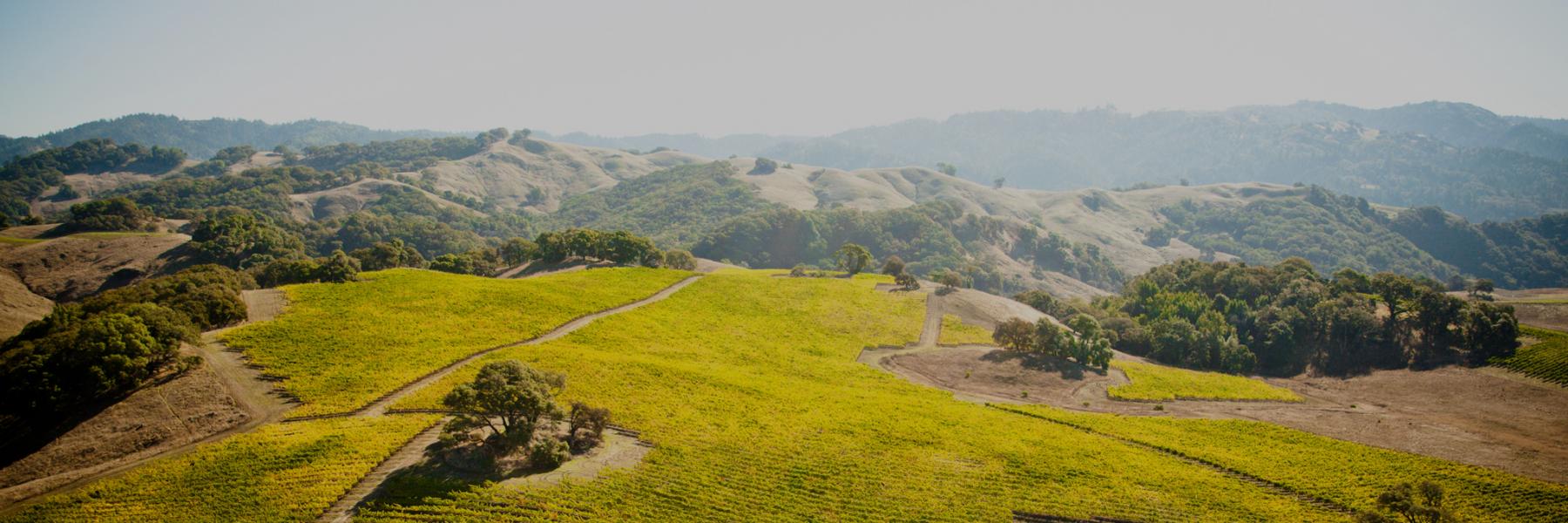 Champ de Rêves' Skycrest Vineyard, in the Anderson Valley, Mendocino County, California