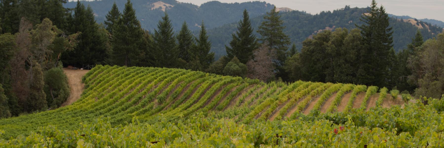 Edmeades Perli vineyard