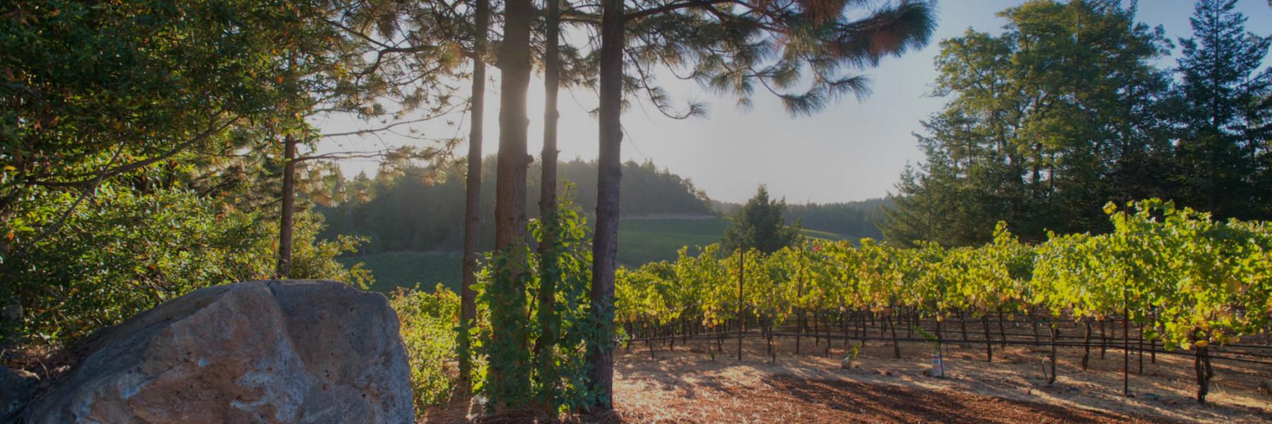 La Jota Vineyard Co. Howell Mountain estate vineyard, Napa Valley, California