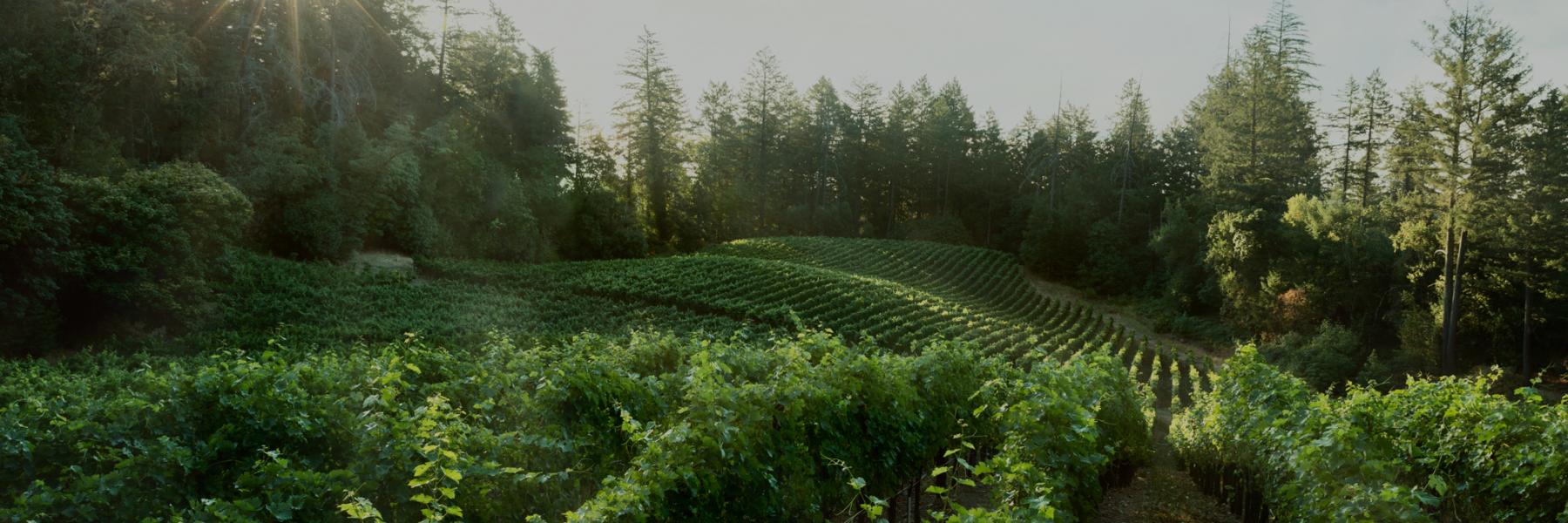 Lokoya mountain estate vineyard, Napa Valley, California