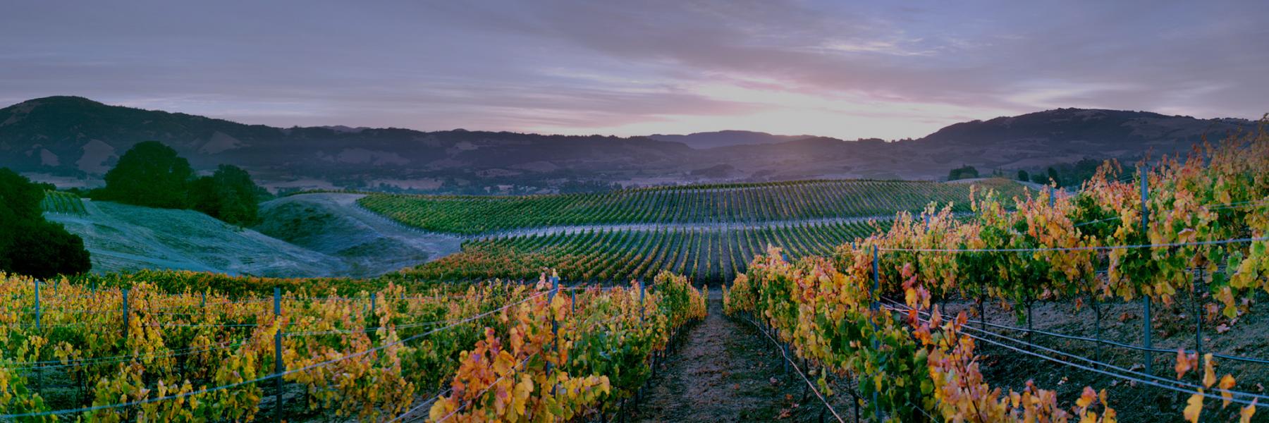 Matanzas Creek estate vineyards, Bennett Valley, Sonoma County, California