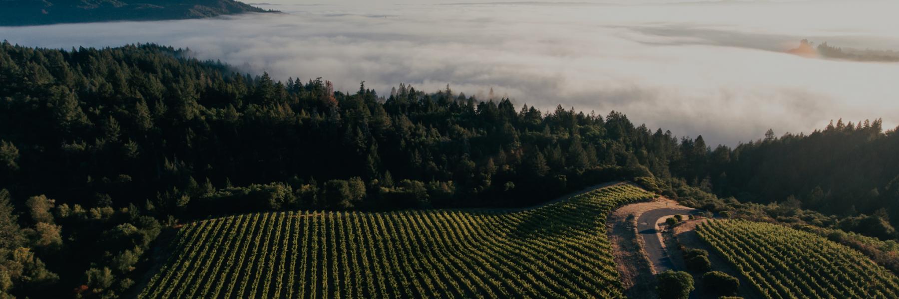 Mt. Brave estate vineyards ariel shot, Napa Valley, California
