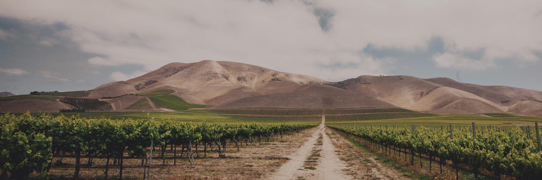 Nielson vineyard, Santa Barbara County 