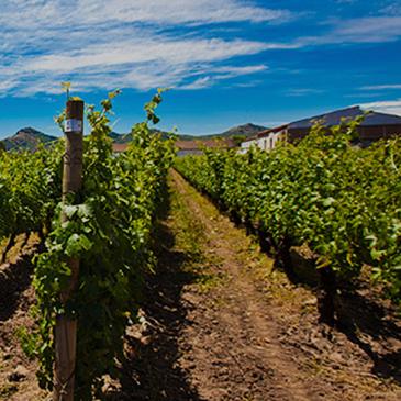 Alcance estate vineyards, Valle del Maul, Chile 