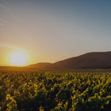 Byron vineyard, Santa Maria, Santa Barbara county, California