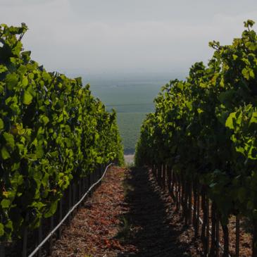 Carmel Road vineyards, Monterey County, California 