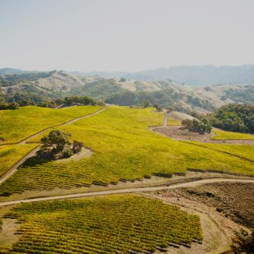 Champ de Rêves' Skycrest Vineyard, in the Anderson Valley, Mendocino County, California