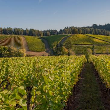 Gran Moraine vineyard, Willamette Valley, Oregon