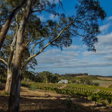 Hickinbotham Clarendon Vineyard, Australia