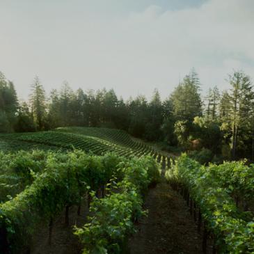 Lokoya mountain estate vineyard, Napa Valley, California