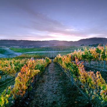 Matanzas Creek estate vineyards, Bennett Valley, Sonoma County, California 