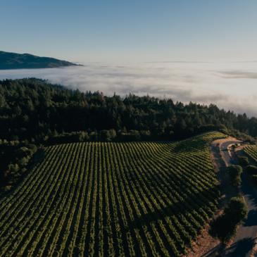 Mt. Brave estate vineyards ariel shot, Napa Valley, California