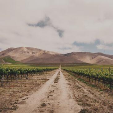 Nielson vineyard, Santa Barbara County 