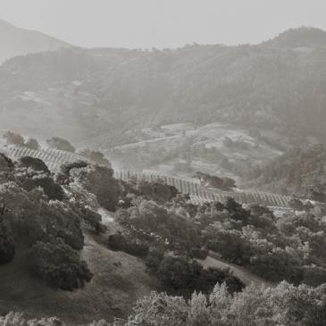 Hilltop and ridgeline vineyards at Stonestreet Mountain Estate, Alexander Valley, Sonoma County, California 