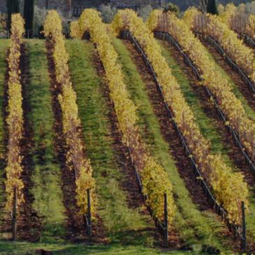 Tenuta di Arceno vineyards and estate, Tuscany, Italy