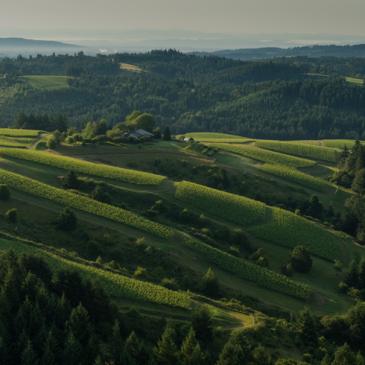 WillaKenzie Estate, Willamette Valley, Oregon