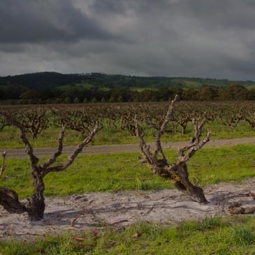 Yangarra vines